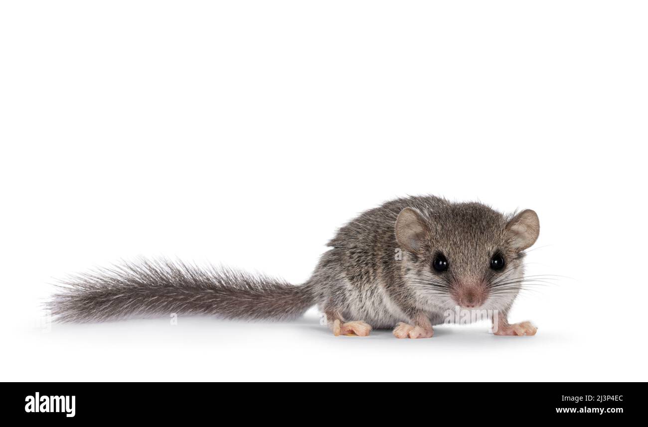 Mignon petit souris africaine alias Graphiurus murinus, debout face à l'avant. Regarder directement dans l'objectif montrant les deux yeux, isolé sur un fond blanc Banque D'Images