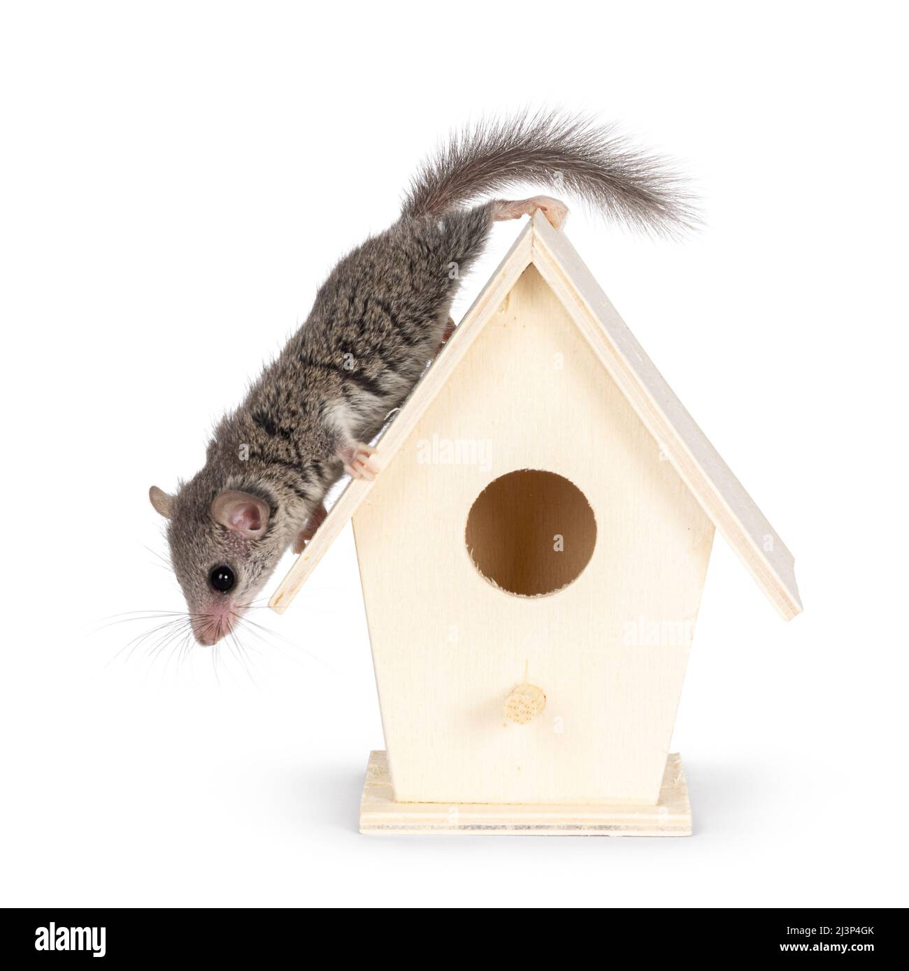 Mignon petit souris africaine alias Graphiurus murinus, debout sur le toit de la petite maison d'oiseaux en bois. En regardant loin de l'appareil photo. Isolé sur un blanc Banque D'Images