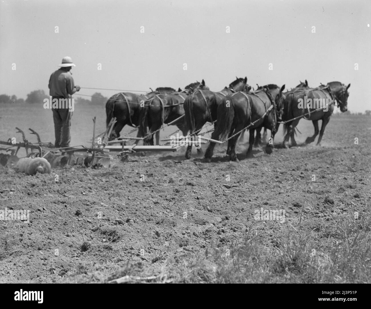 Disque à sept chevaux utilisé pour la culture du maïs. Tulare County, Californie. Banque D'Images