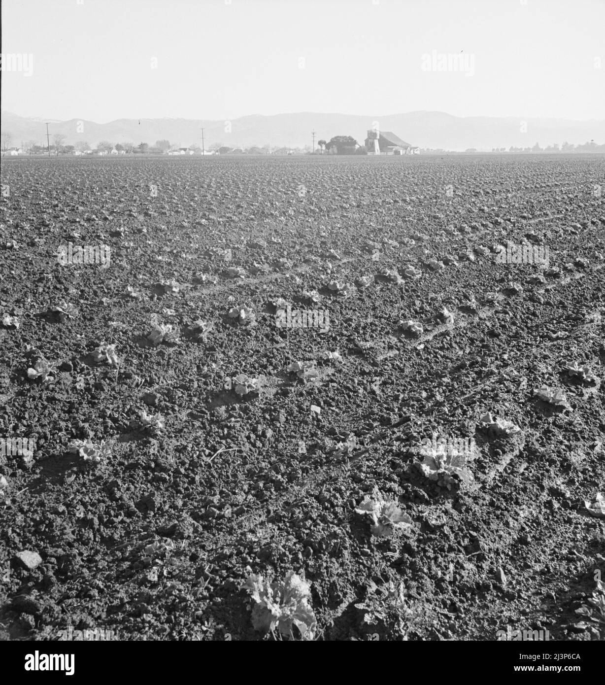 Vallée de Salinas, Californie. Agriculture commerciale à grande échelle. Ce même comté de Californie (Monterey) a expédié 20 096 lots de laitue en 1934, soit quarante-cinq pour cent de toutes les expéditions de lot aux États-Unis. Au cours de la même année, 73,8 % de toutes les expéditions de lots aux États-Unis ont été effectuées à partir du comté de Monterey, d'Imperial Valley, en Californie (7 797 lots) et du comté de Maricopa, en Arizona (4 697). La production de laitue est en grande partie entre les mains d'un nombre relativement faible de producteurs-expéditeurs, dont beaucoup opèrent dans deux ou les trois comtés. Le travail est principalement mexicain et philippin Banque D'Images