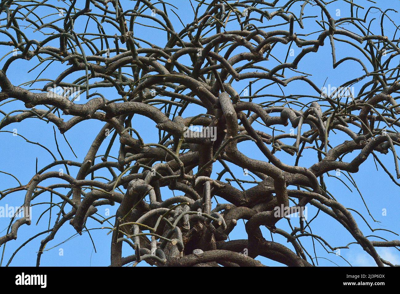 Un arbre de Sophora Japonica dans un jardin. Banque D'Images