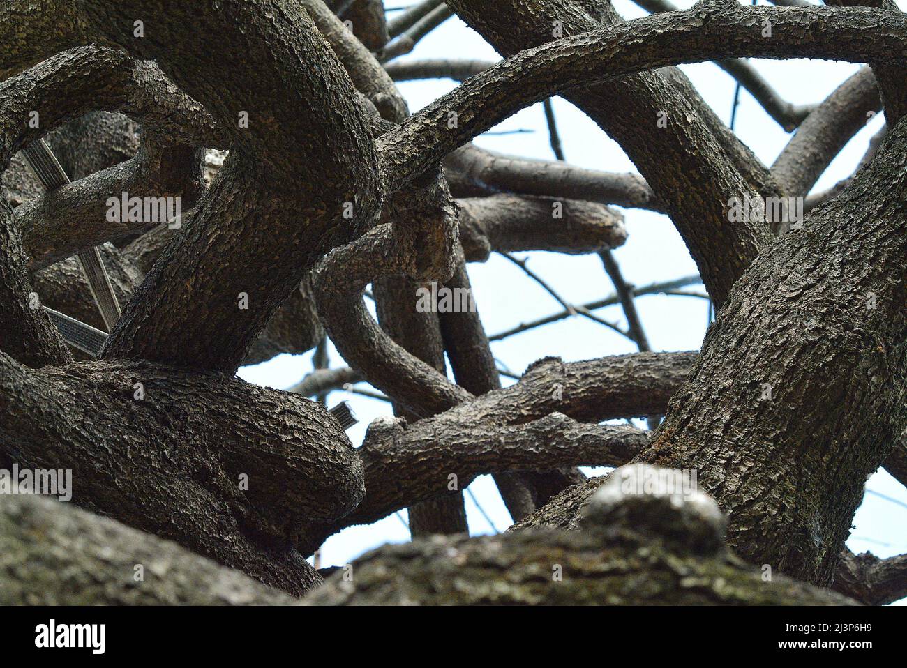 Un arbre de Sophora Japonica dans un jardin. Banque D'Images