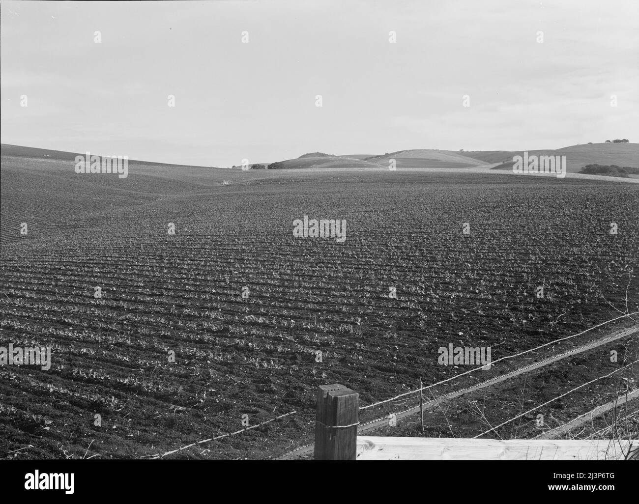 Près de San Juan Bautista, Californie. Champs de pois à grande échelle. Banque D'Images