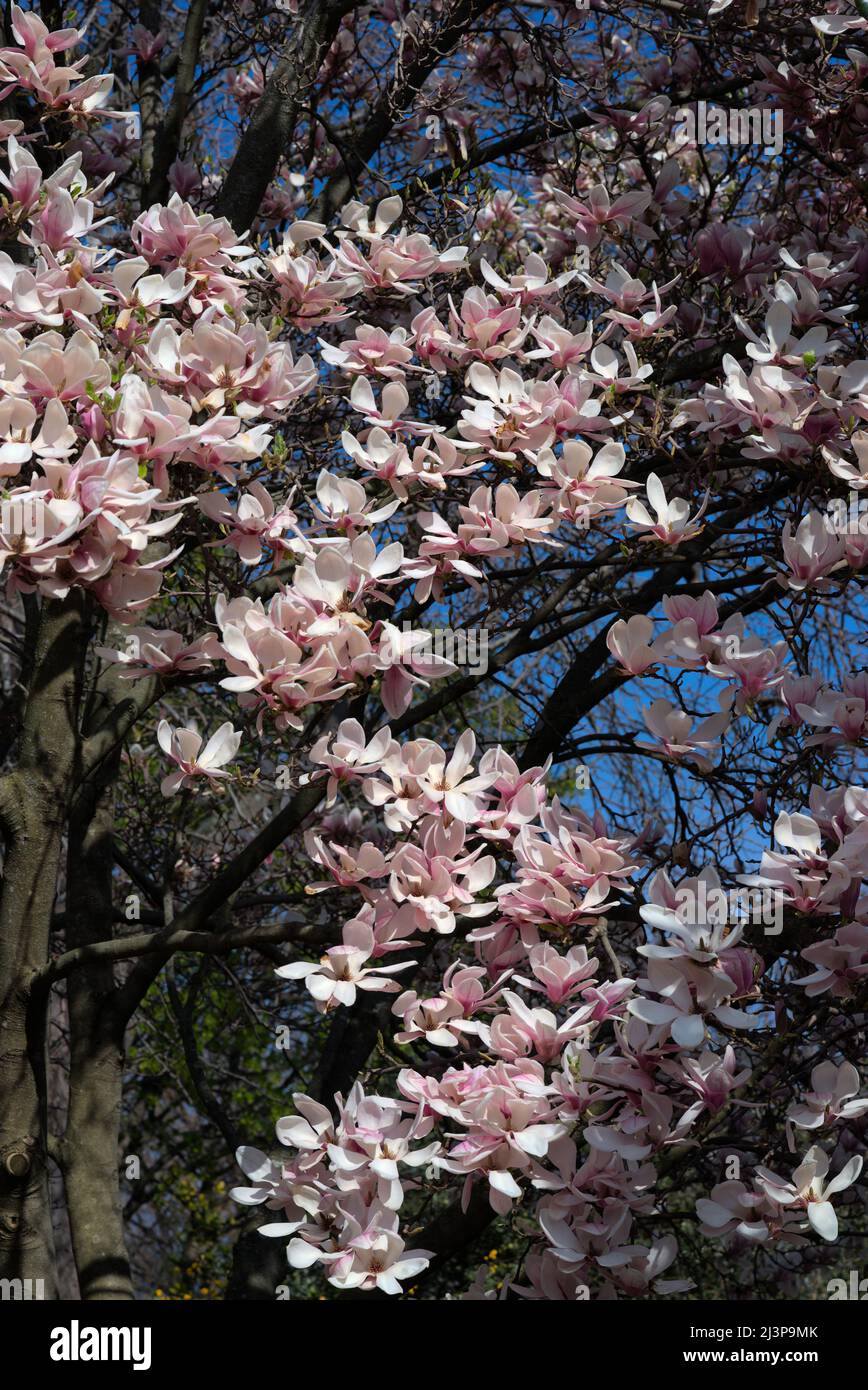 branches de magnolia fleuries, superbes fleurs roses Banque D'Images