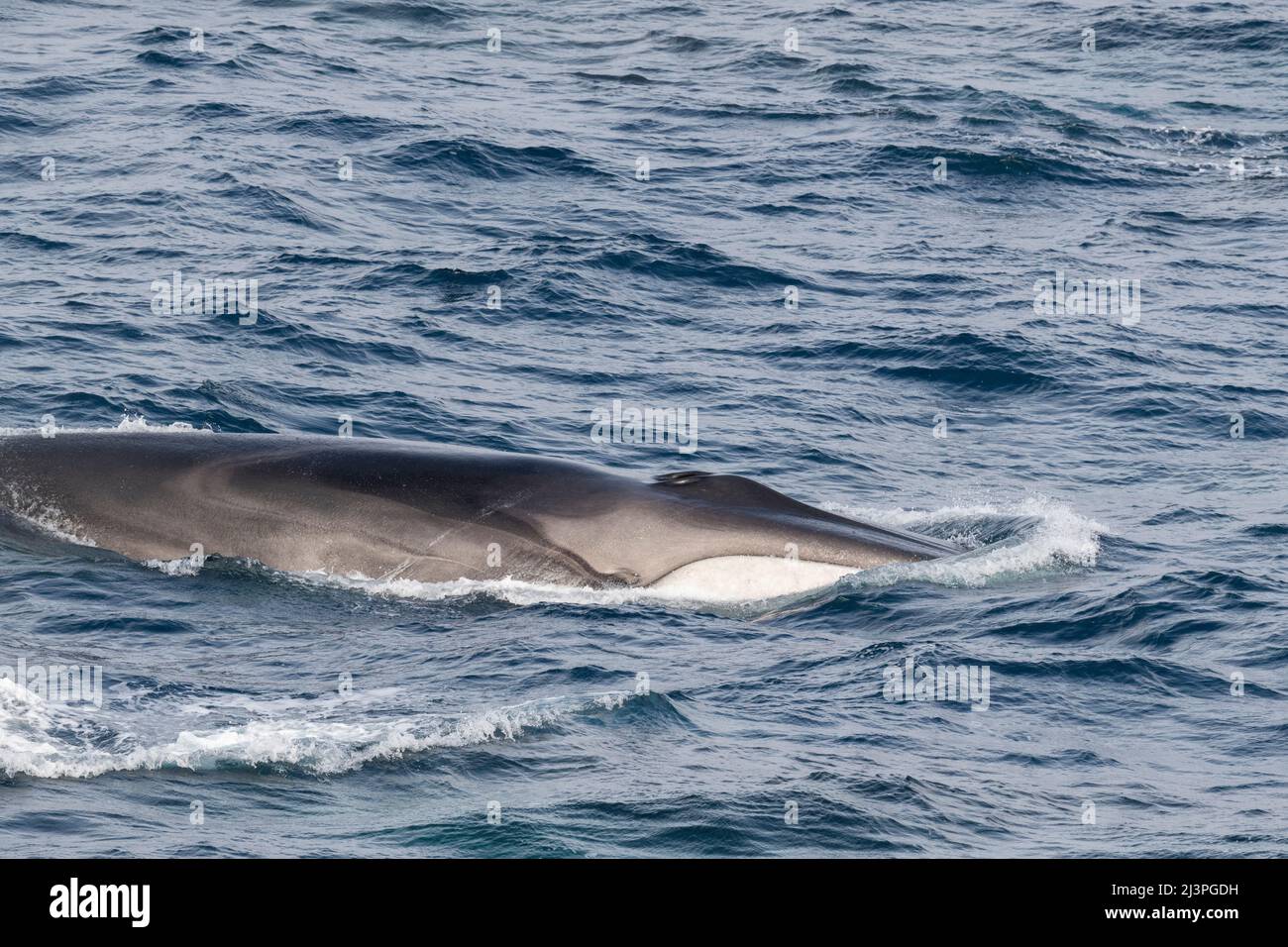 Antarctique, Océan Austral. Rorquals communs (Balaenoptera physalus) Banque D'Images