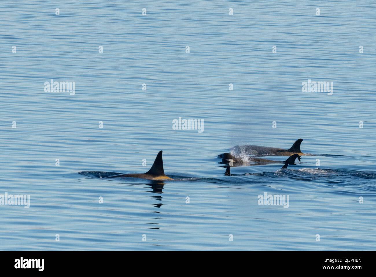 Antarctique, Mer de Weddell, Canal de Gustav. Pod of Killer Whales aka Orca (Orcinus orca) Banque D'Images