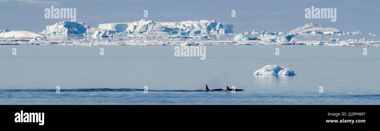 Antarctique, Mer de Weddell, Canal de Gustav. Épaulards alias Orca (Orcinus orca) avec icebergs au loin. Banque D'Images
