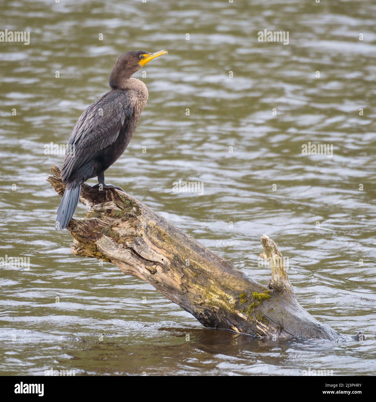Cormorant à crête double debout sur une bûche diagonale dans l'étang Banque D'Images