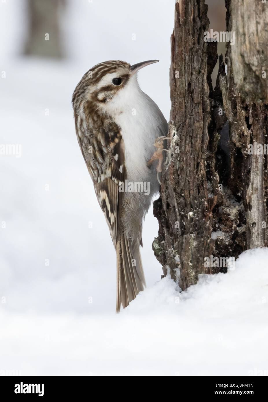 Bruant eurasien Banque D'Images