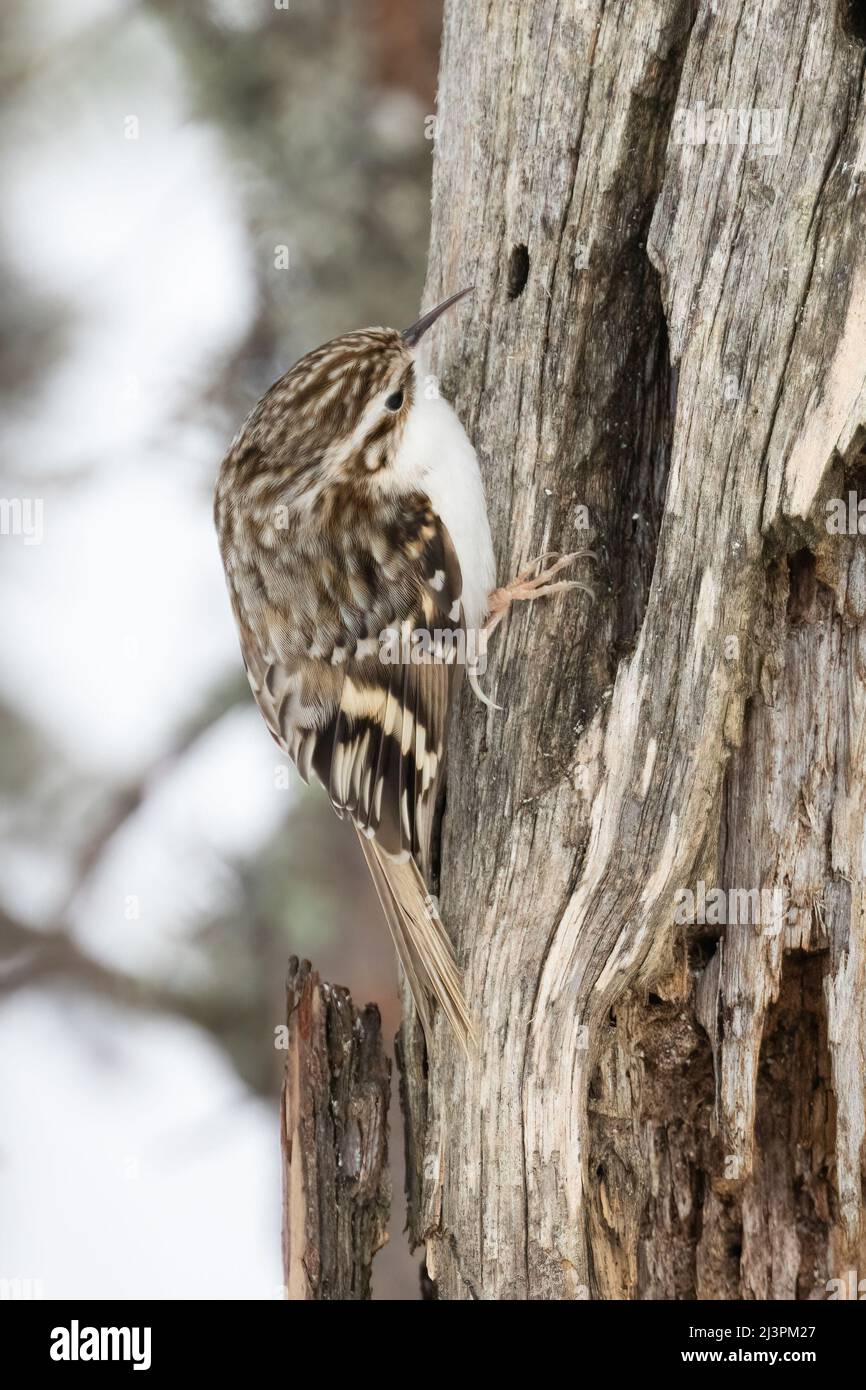 Bruant eurasien Banque D'Images