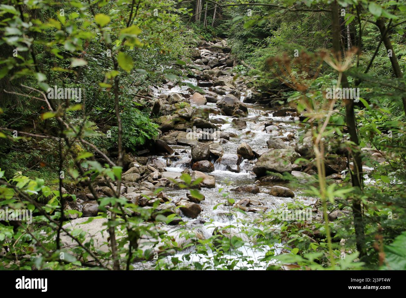 La source de la rivière Prut sur le mont Hoverle. Mise au point sélective. Banque D'Images