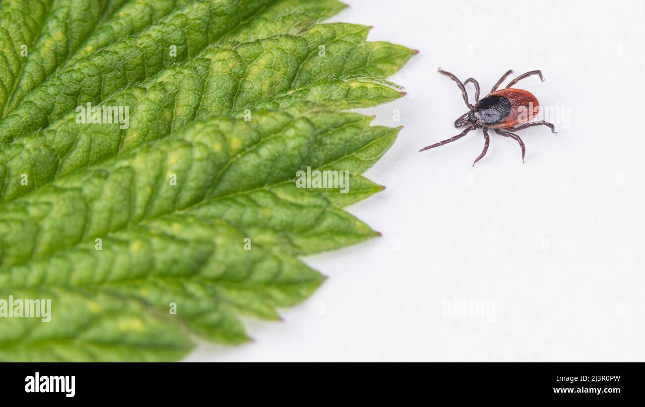 Tick de cerf à chenilles et feuilles vertes sur fond blanc. Ixodes ricinus ou scapularis. Gros plan de l'insecte parasite, transmetteur de l'encéphalite. Banque D'Images