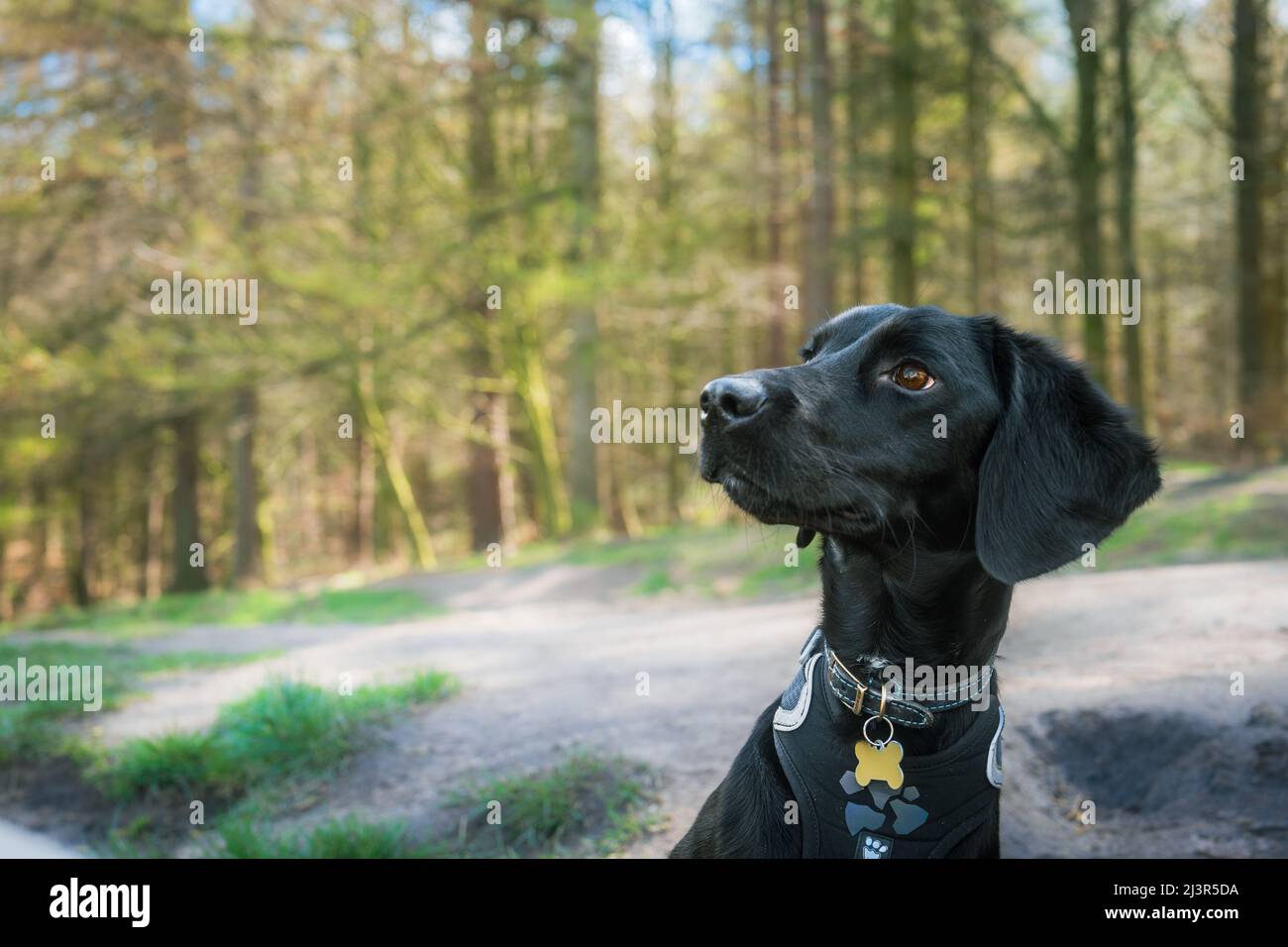 Portrait d'un chiot noir labradoodle à pelage lisse - une croix entre un chien du Labrador et un coodle. Banque D'Images