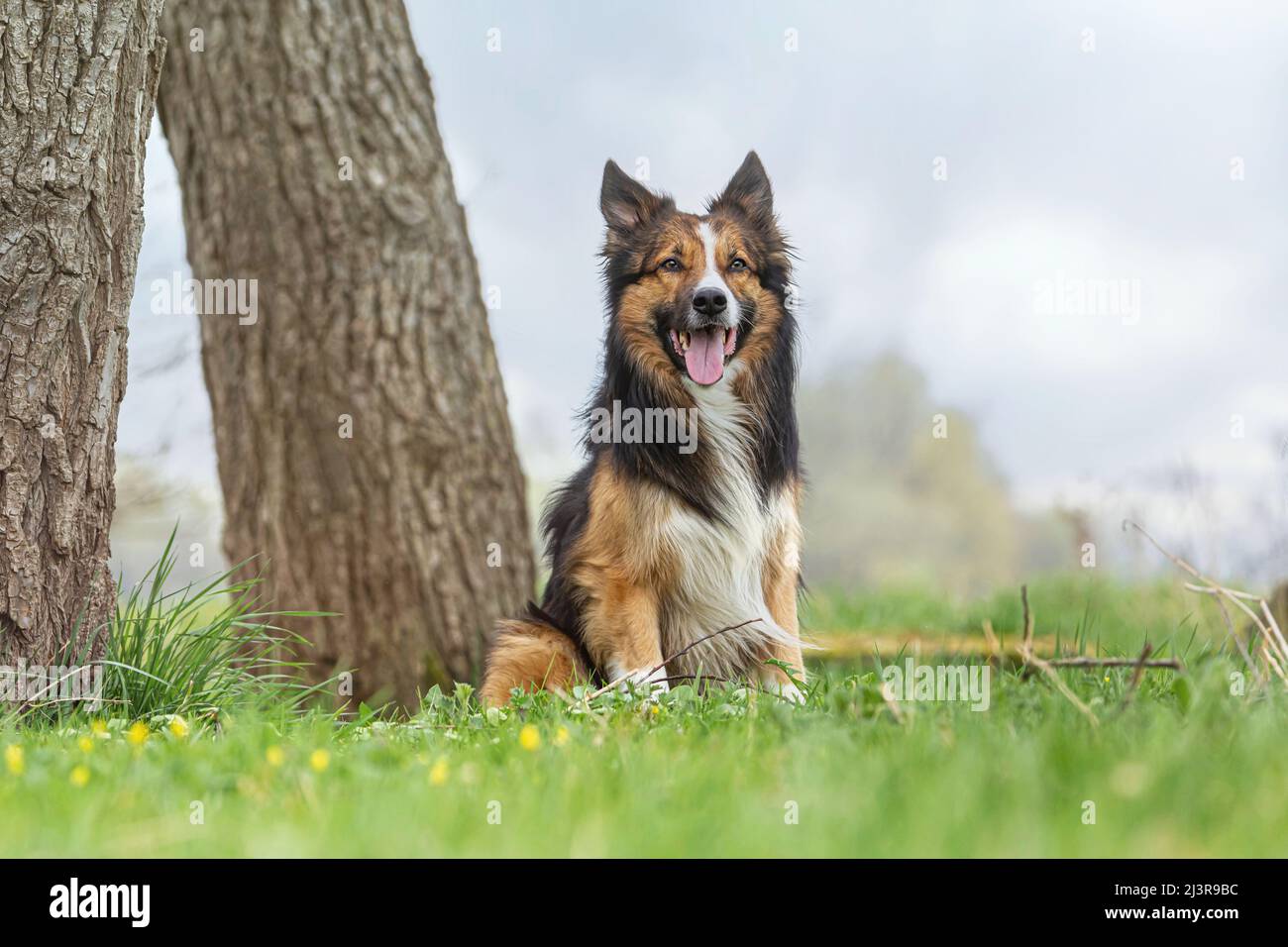 ortrait d'une frontière tricolore collie posant sur un pré à l'extérieur Banque D'Images ortrait d'une frontière tricolore collie posant sur un pré à l'extérieur Banque D'Images