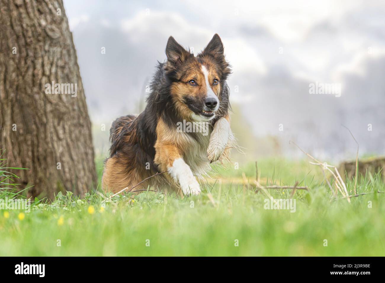 ortrait d'une frontière tricolore collie posant sur un pré à l'extérieur Banque D'Images ortrait d'une frontière tricolore collie posant sur un pré à l'extérieur Banque D'Images