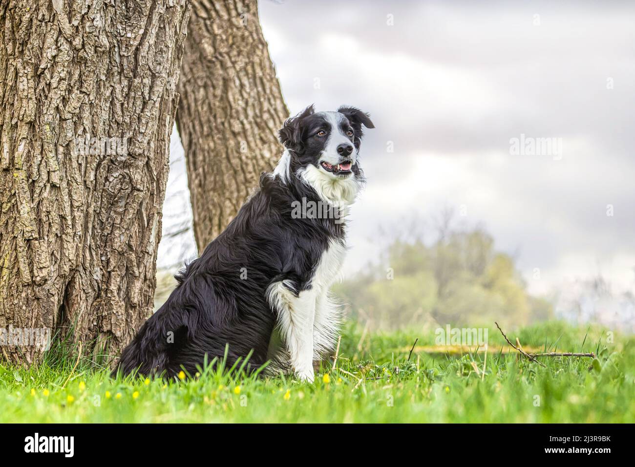 ortrait d'une frontière tricolore collie posant sur un pré à l'extérieur Banque D'Images ortrait d'une frontière tricolore collie posant sur un pré à l'extérieur Banque D'Images
