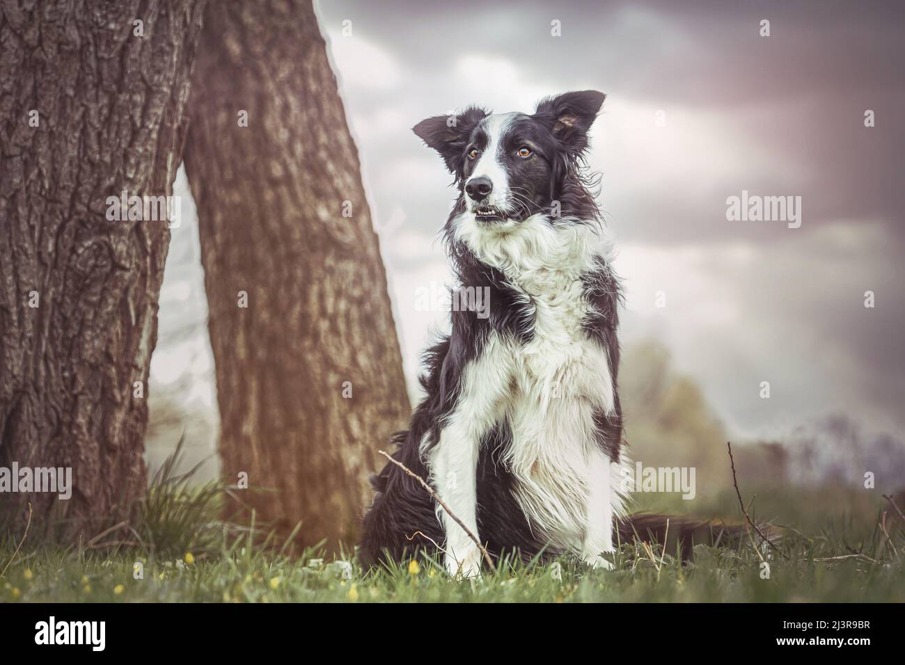 ortrait d'une frontière tricolore collie posant sur un pré à l'extérieur Banque D'Images ortrait d'une frontière tricolore collie posant sur un pré à l'extérieur Banque D'Images