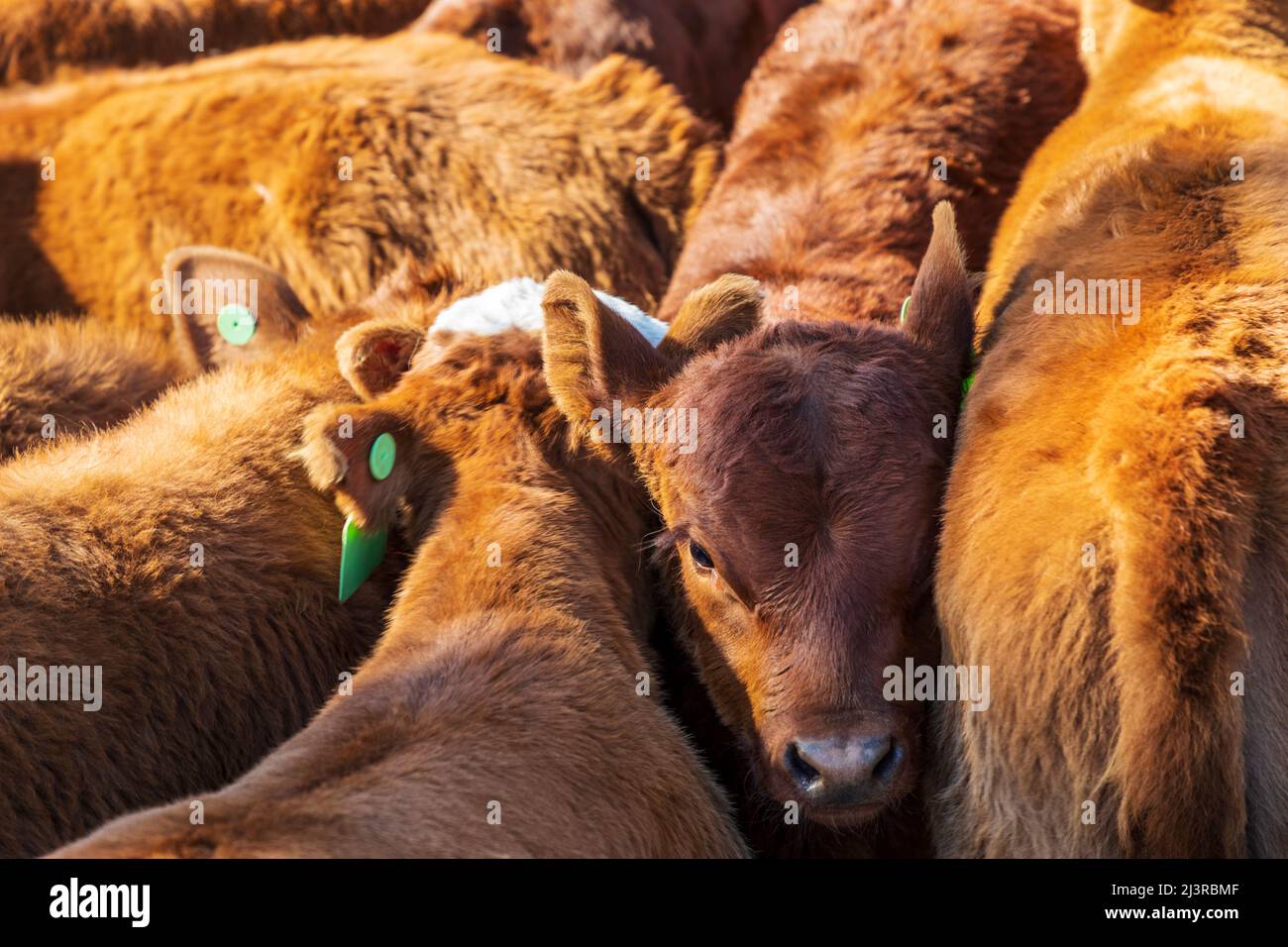 Les veaux de génisses et de taureaux attendent la marque printanière sur le Hutchinson Ranch près de Salida: Colorado; États-Unis Banque D'Images