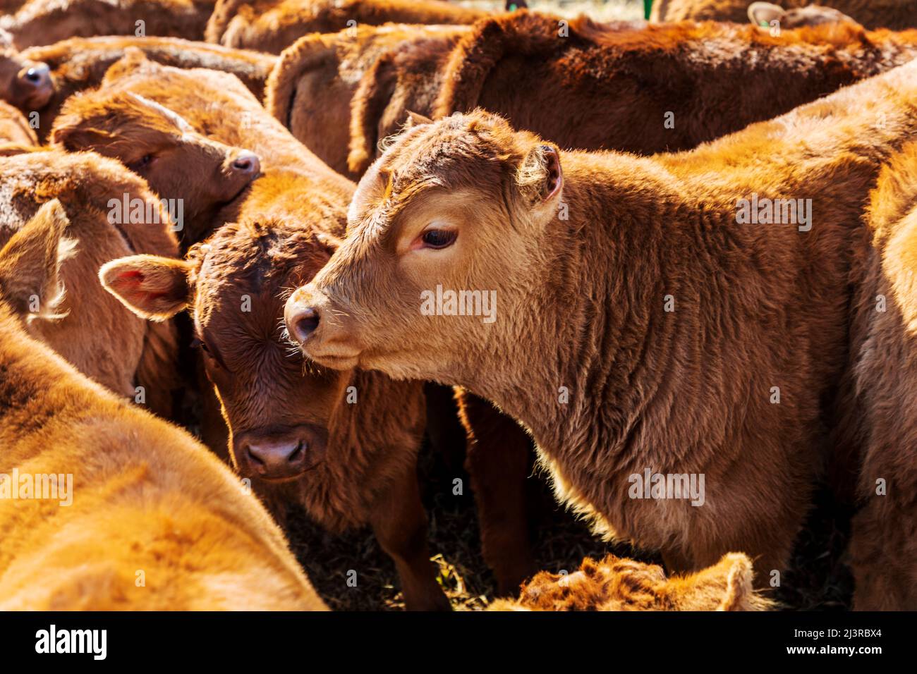 Les veaux de génisses et de taureaux attendent la marque printanière sur le Hutchinson Ranch près de Salida: Colorado; États-Unis Banque D'Images