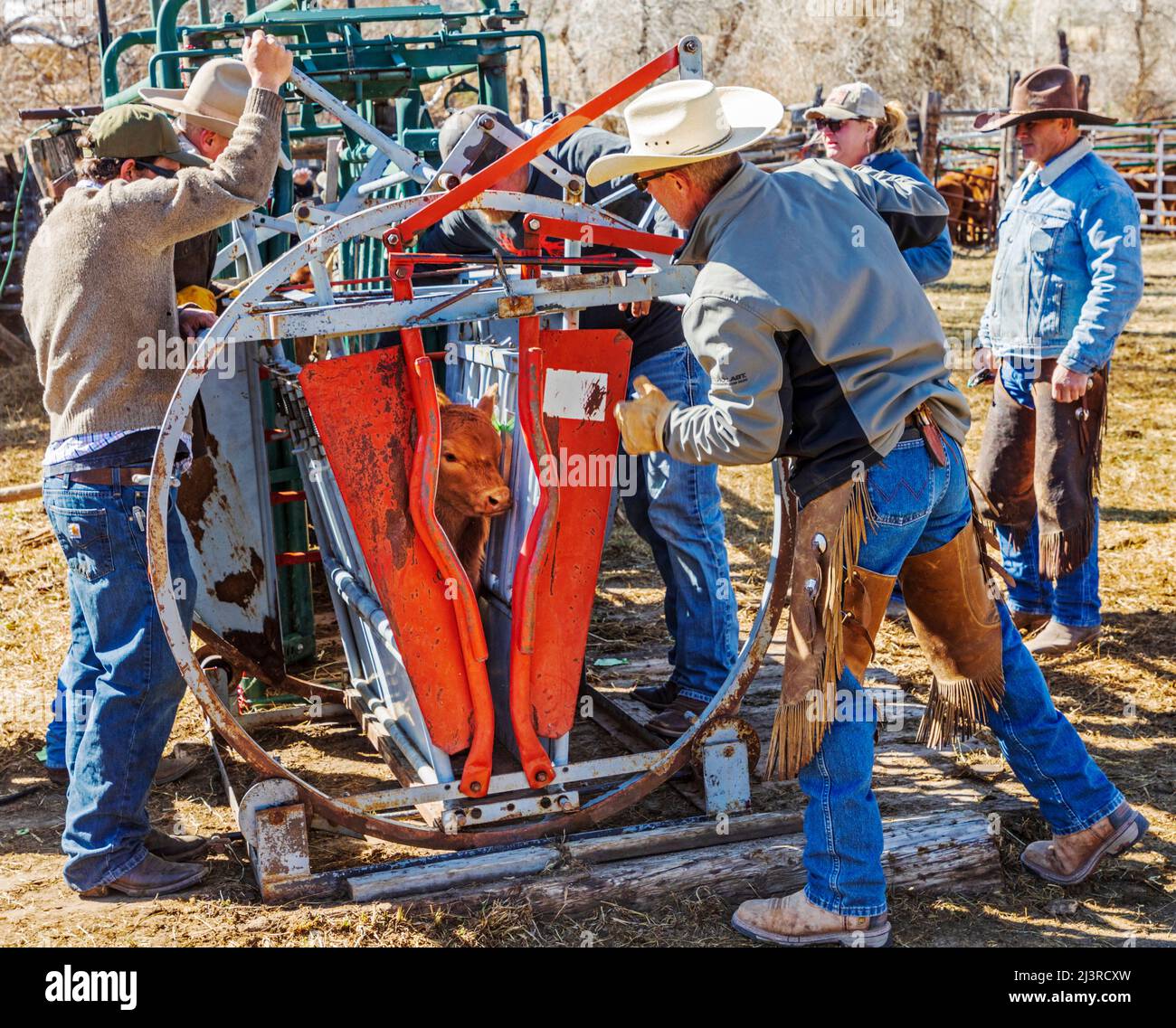 Cowboys marque jeune veau dans la pousse de squeeze; événement de marque de printemps sur le Hutchinson Ranch près de Salida: Colorado; USA Banque D'Images