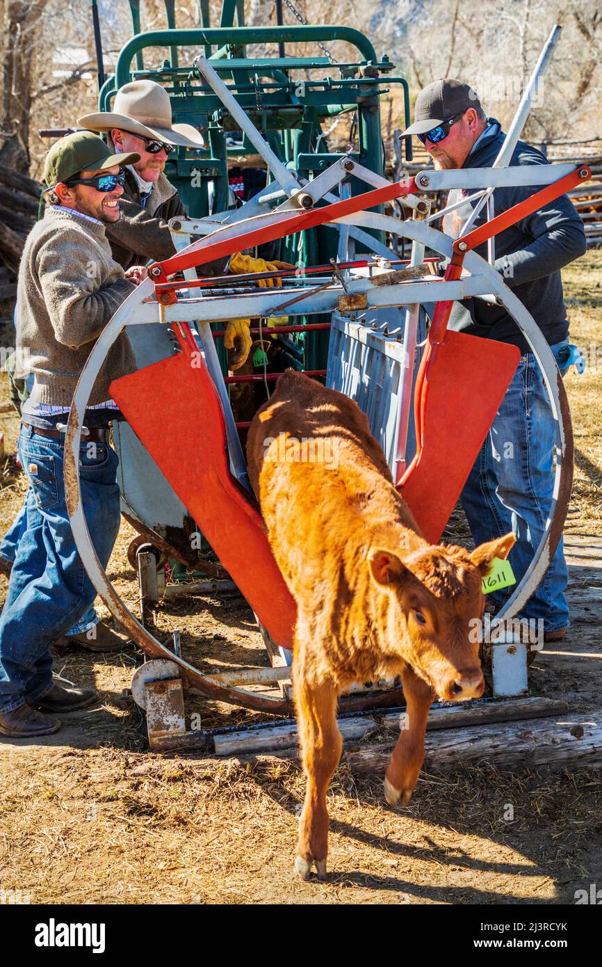 Cowboys marque jeune veau dans la pousse de squeeze; événement de marque de printemps sur le Hutchinson Ranch près de Salida: Colorado; USA Banque D'Images