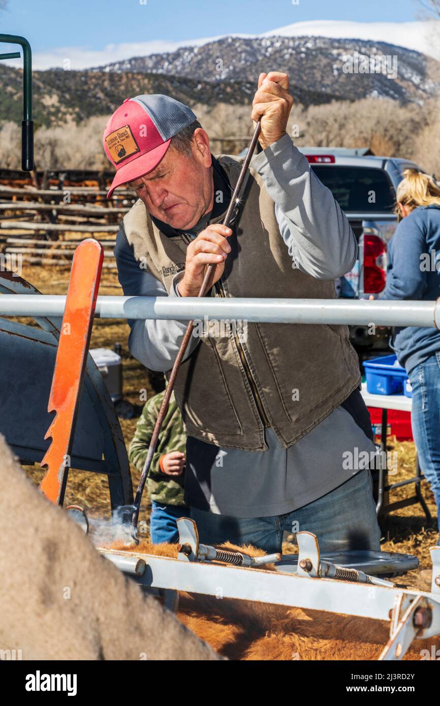 Propriétaire de ranch de cinquième génération Art Hutchinson marque le jeune veau dans la pousse de compression; événement de marque de printemps sur le Hutchinson Ranch près de Salida; Colorado; U Banque D'Images