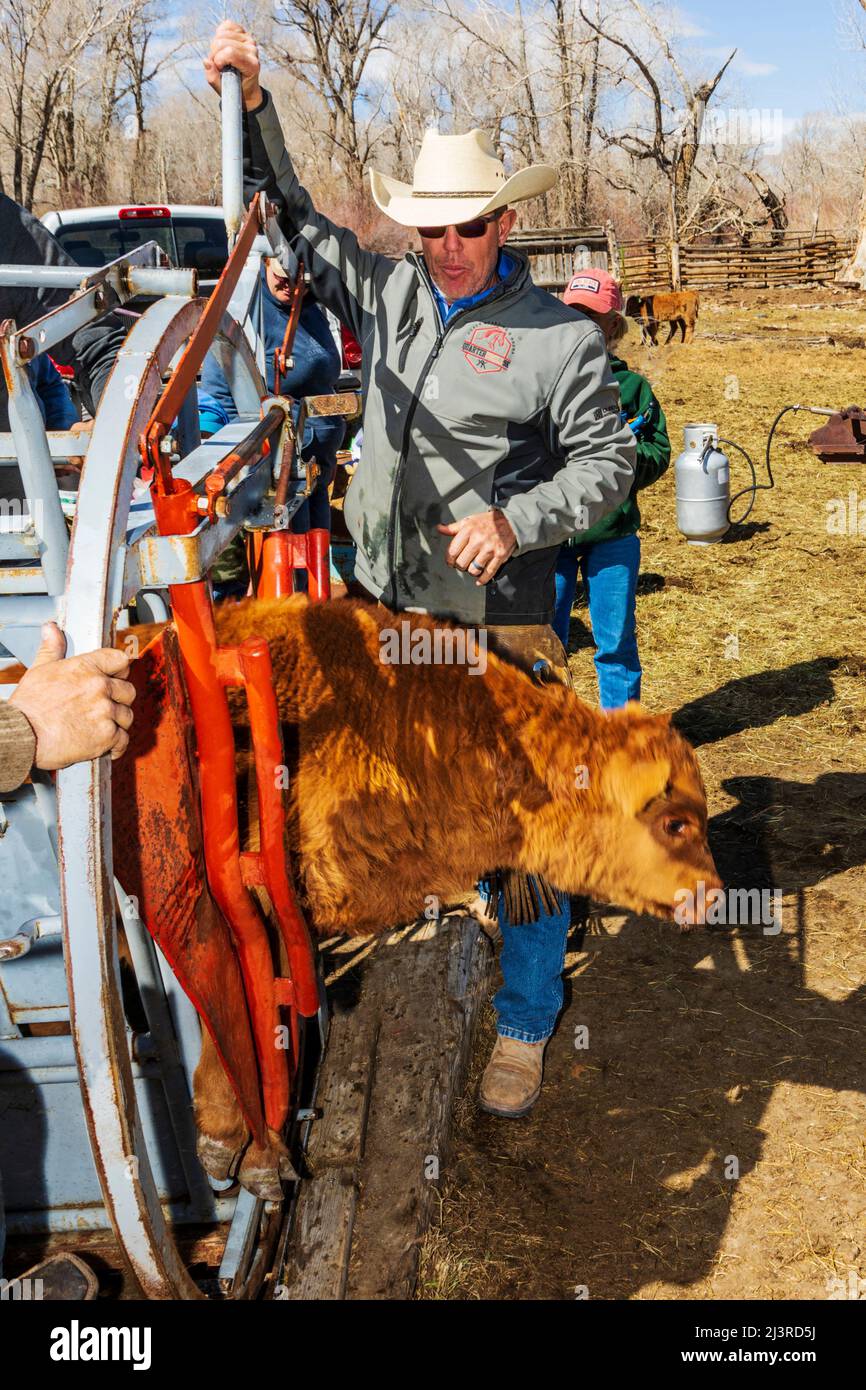 Cowboys marque jeune veau dans la pousse de squeeze; événement de marque de printemps sur le Hutchinson Ranch près de Salida: Colorado; USA Banque D'Images