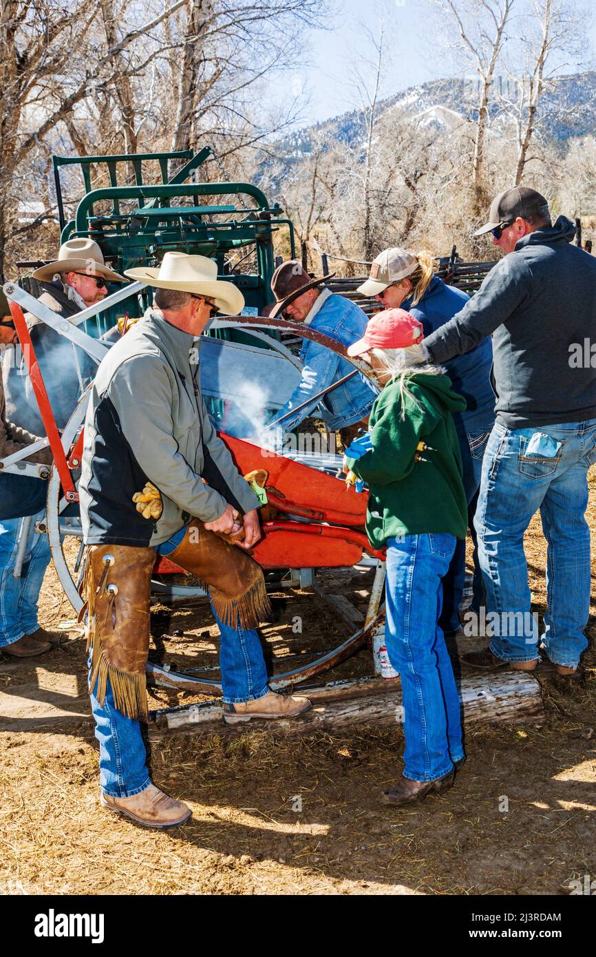 La cowgirl et propriétaire de ranch de sixième génération Abby Hutchinson ; marque un veau tenu dans une pousse de compression sur le Hutchinson Ranch près de Salida: Colorado; États-Unis Banque D'Images