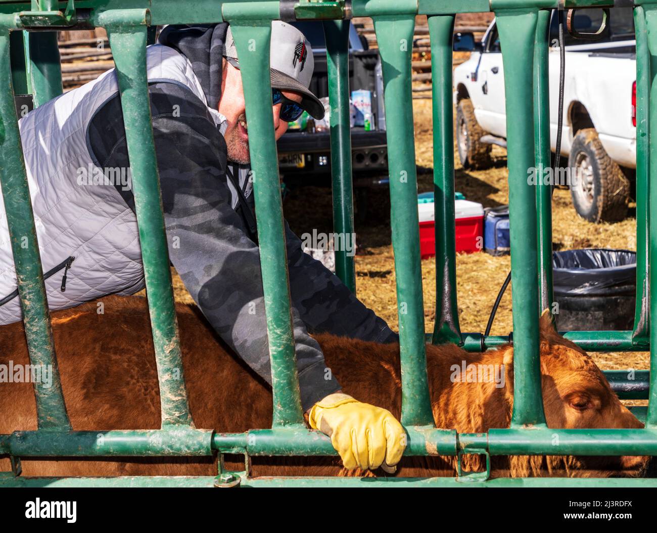 Cowboy rouilles les veaux dans la pousse corral; le marquage de printemps sur le Hutchinson Ranch près de Salida: Colorado; USA Banque D'Images