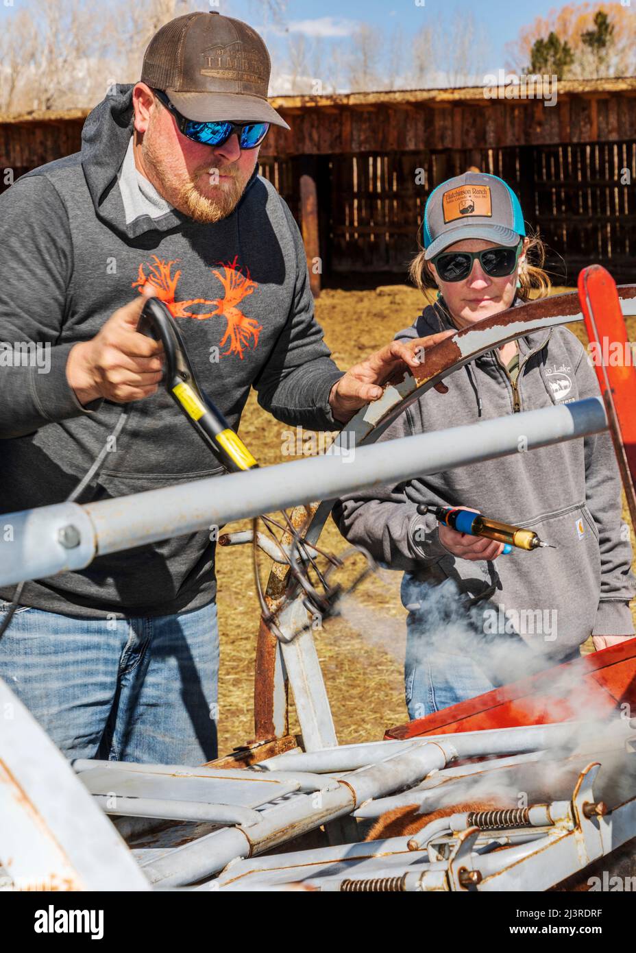 Cowboys marque jeune veau dans la pousse de squeeze; événement de marque de printemps sur le Hutchinson Ranch près de Salida: Colorado; USA Banque D'Images
