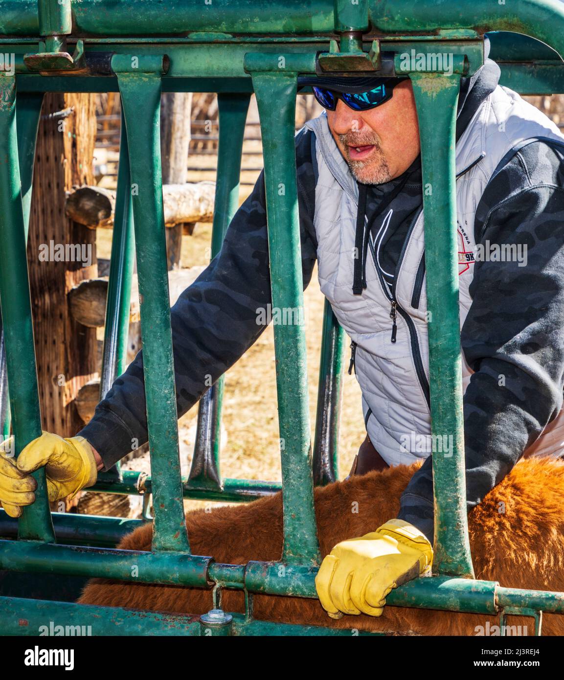 Cowboy rouilles les veaux dans la pousse corral; le marquage de printemps sur le Hutchinson Ranch près de Salida: Colorado; USA Banque D'Images