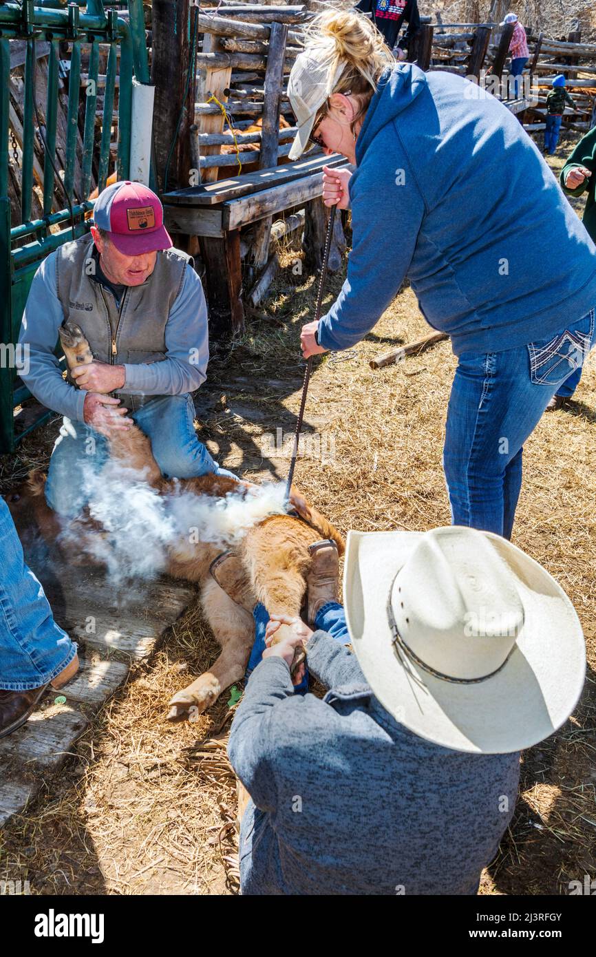 Cowgirl et propriétaire de ranch de sixième génération Abby Hutchinson ; marque un veau sur le Hutchinson Ranch près de Salida : Colorado ; États-Unis Banque D'Images