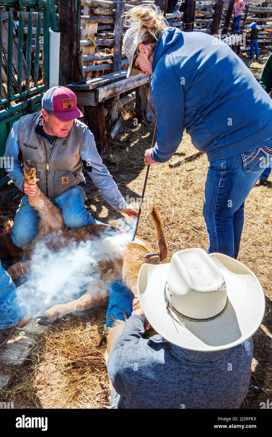 Cowgirl et propriétaire de ranch de sixième génération Abby Hutchinson ; marque un veau sur le Hutchinson Ranch près de Salida : Colorado ; États-Unis Banque D'Images