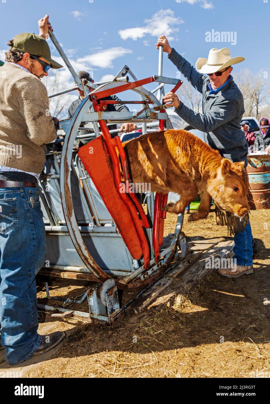 Cowboys marque jeune veau dans la pousse de squeeze; événement de marque de printemps sur le Hutchinson Ranch près de Salida: Colorado; USA Banque D'Images