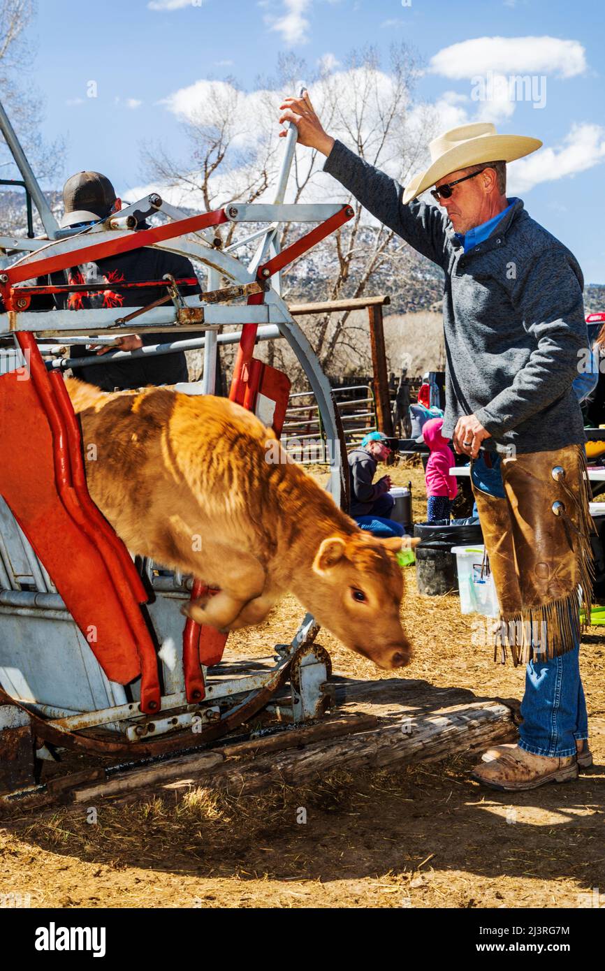 Cowboys marque jeune veau dans la pousse de squeeze; événement de marque de printemps sur le Hutchinson Ranch près de Salida: Colorado; USA Banque D'Images