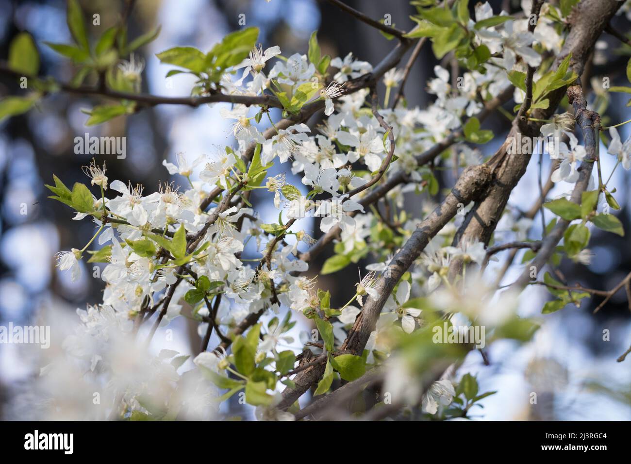 Couleurs et textures saisonnières, fleurs fleuries au printemps, boucles de feuilles fraîches, formes élémentaires organiques, fleurs saisonnières, arbres Banque D'Images