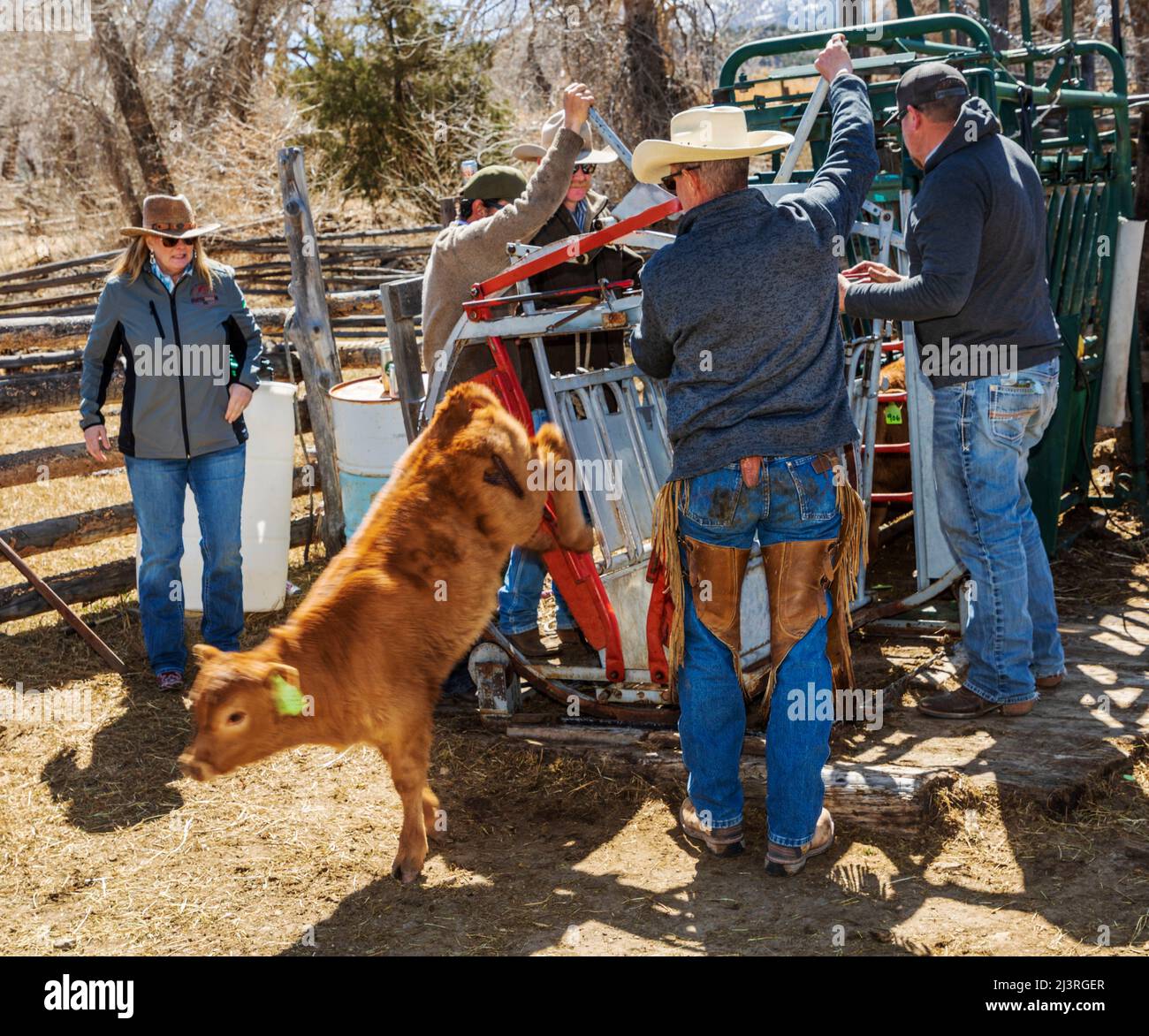Cowboys marque jeune veau dans la pousse de squeeze; événement de marque de printemps sur le Hutchinson Ranch près de Salida: Colorado; USA Banque D'Images