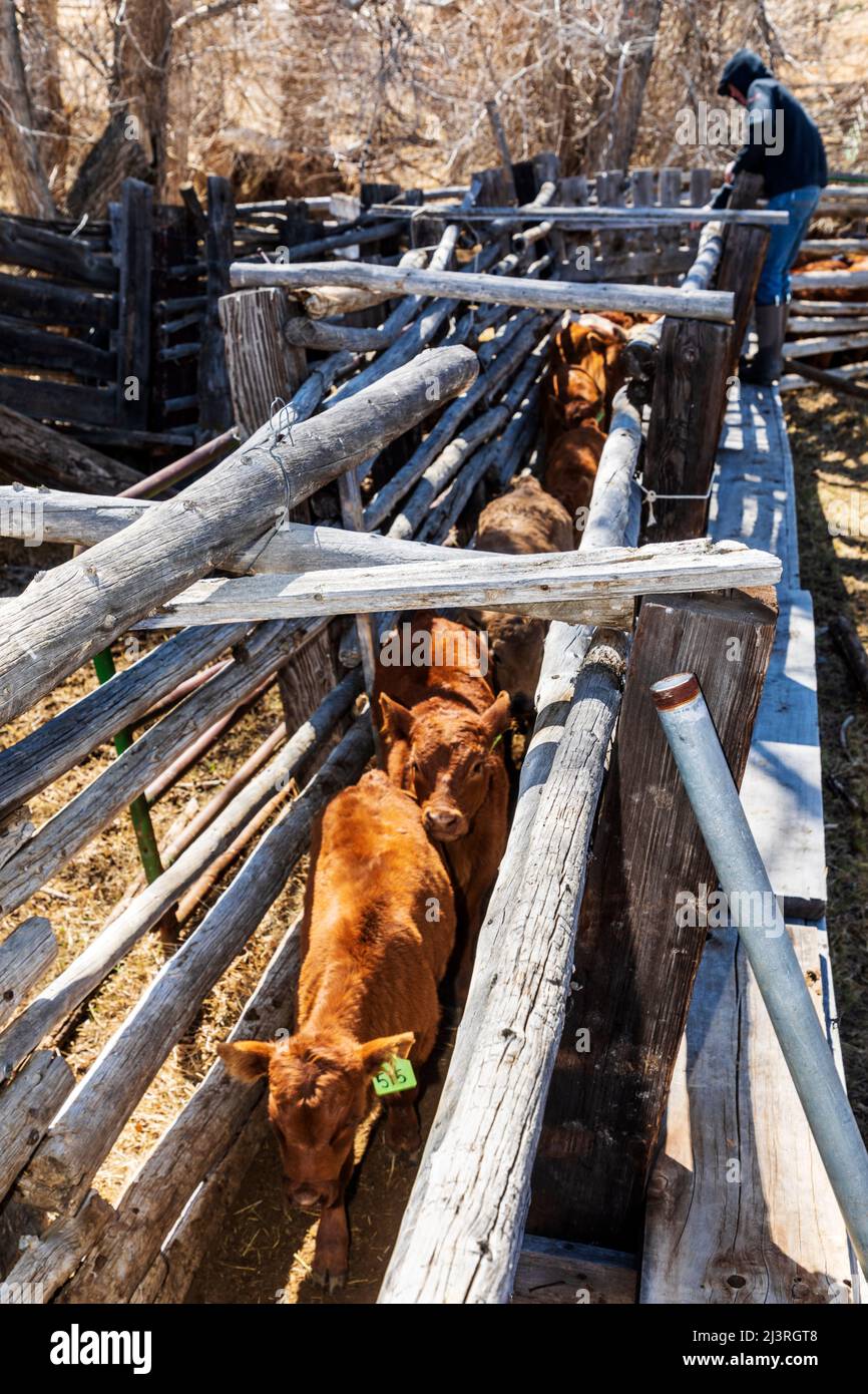 Cowboy rouilles les veaux dans la pousse corral; le marquage de printemps sur le Hutchinson Ranch près de Salida: Colorado; USA Banque D'Images