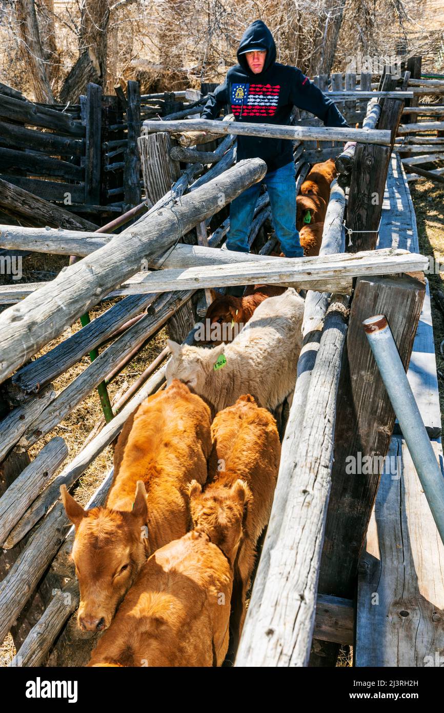 Cowboy rouilles les veaux dans la pousse corral; le marquage de printemps sur le Hutchinson Ranch près de Salida: Colorado; USA Banque D'Images