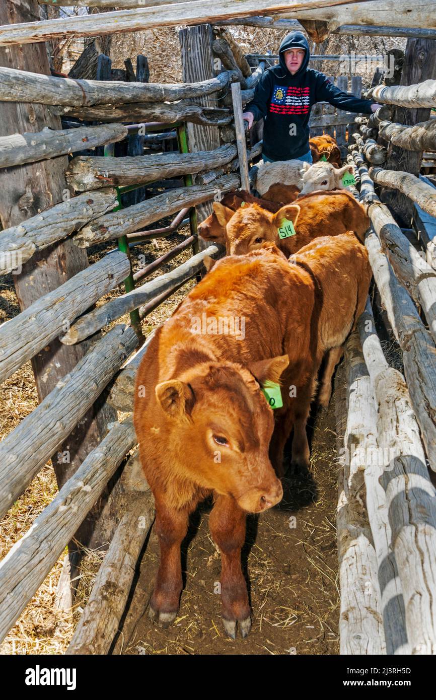 Cowboy rouilles les veaux dans la pousse corral; le marquage de printemps sur le Hutchinson Ranch près de Salida: Colorado; USA Banque D'Images