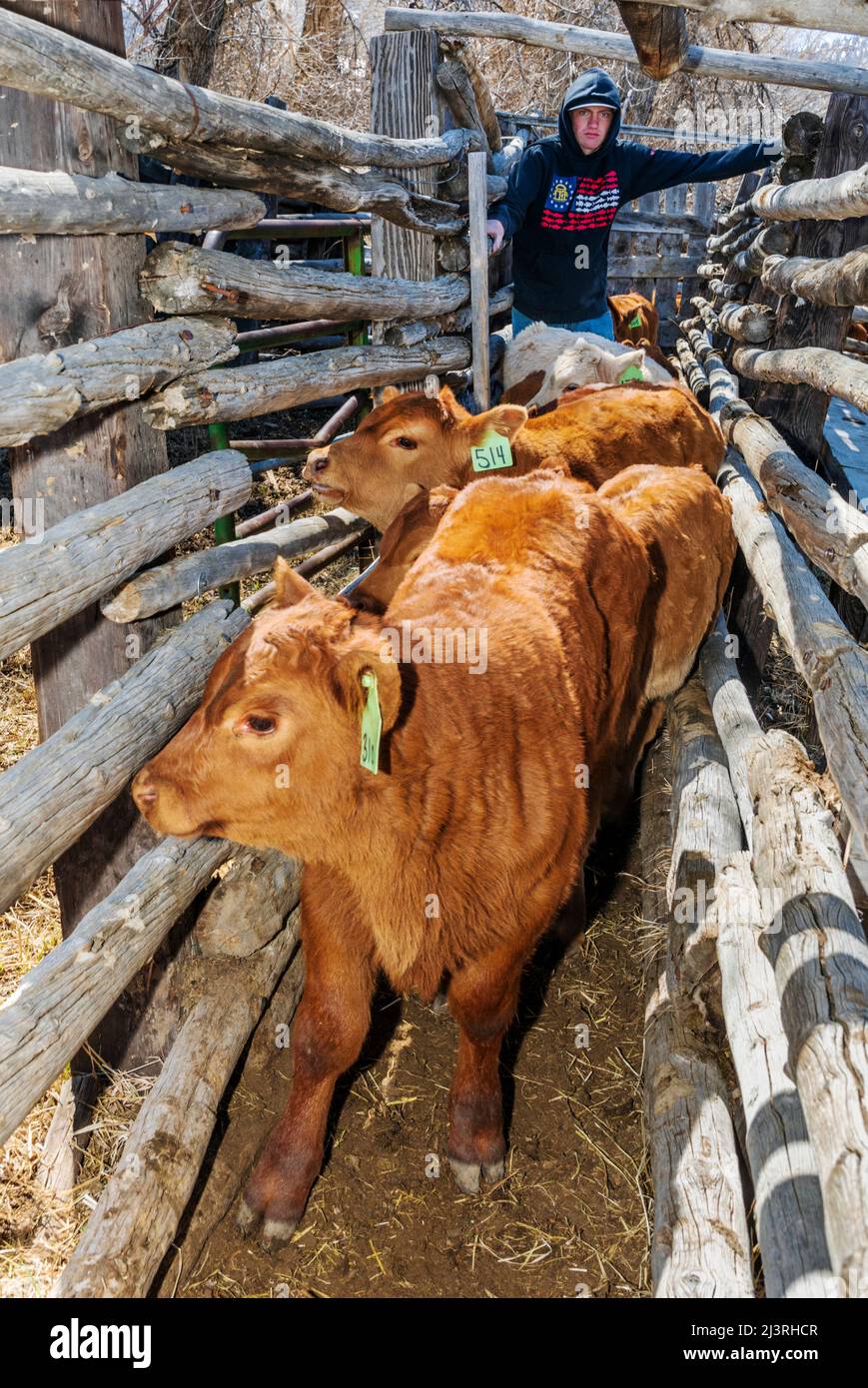 Cowboy rouilles les veaux dans la pousse corral; le marquage de printemps sur le Hutchinson Ranch près de Salida: Colorado; USA Banque D'Images