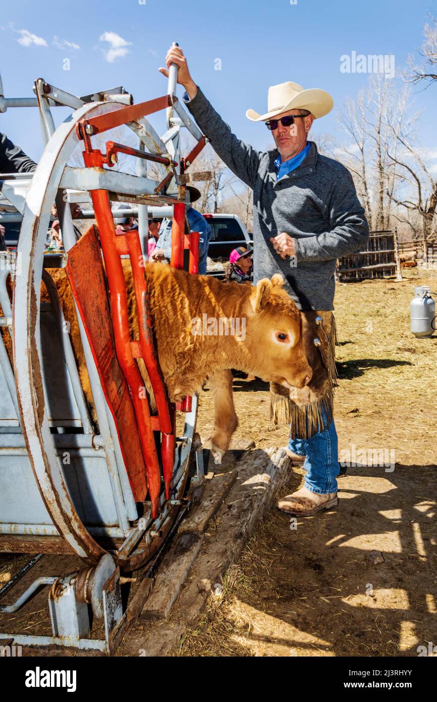 Cowboys marque jeune veau dans la pousse de squeeze; événement de marque de printemps sur le Hutchinson Ranch près de Salida: Colorado; USA Banque D'Images