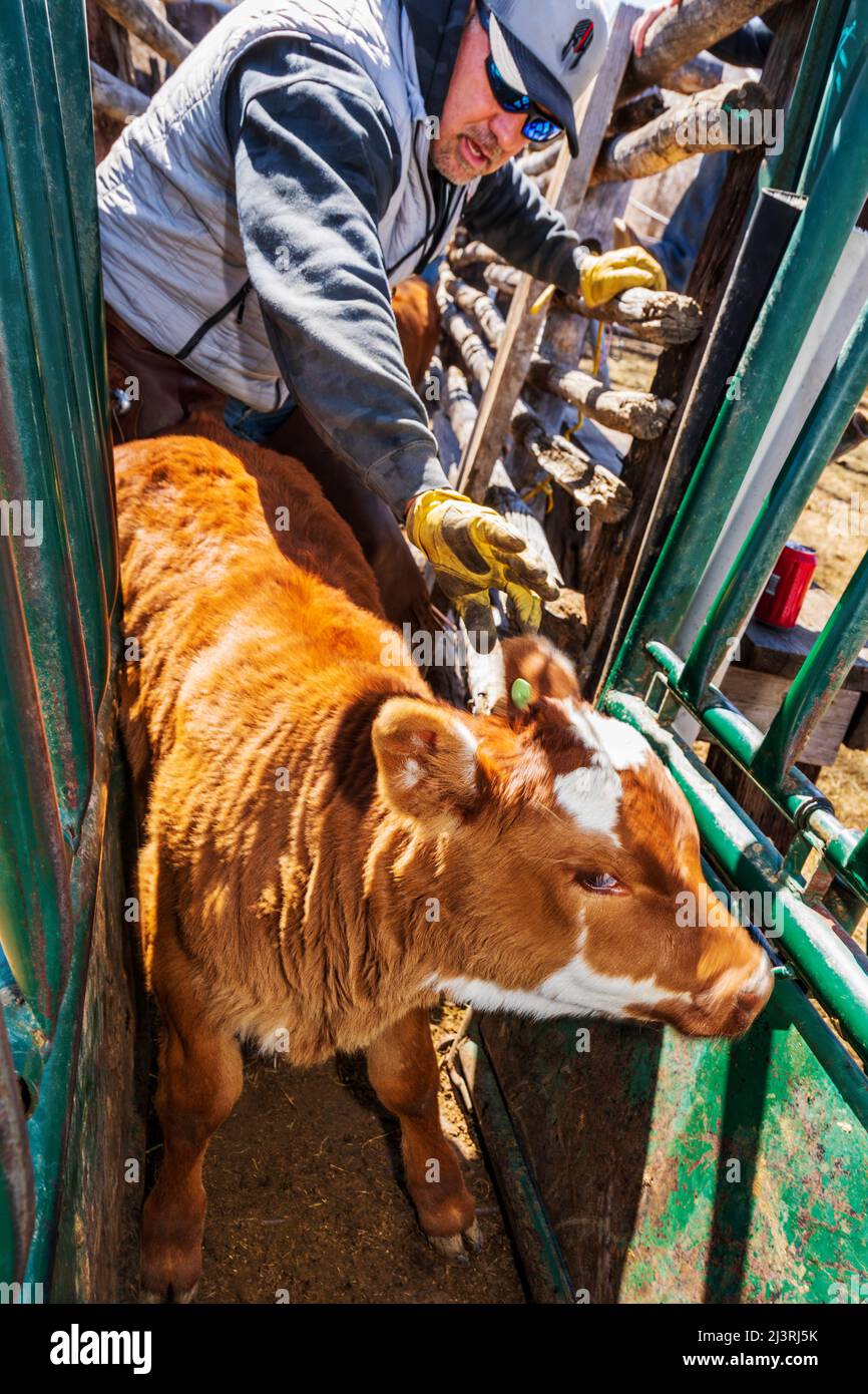 Cowboy rouilles les veaux dans la pousse corral; le marquage de printemps sur le Hutchinson Ranch près de Salida: Colorado; USA Banque D'Images