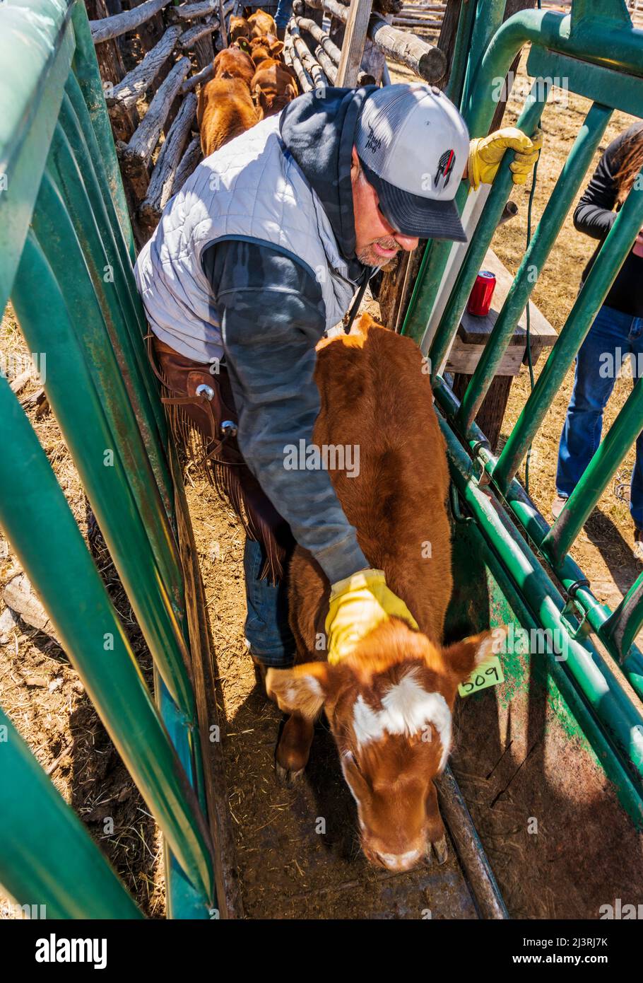 Cowboy rouilles les veaux dans la pousse corral; le marquage de printemps sur le Hutchinson Ranch près de Salida: Colorado; USA Banque D'Images
