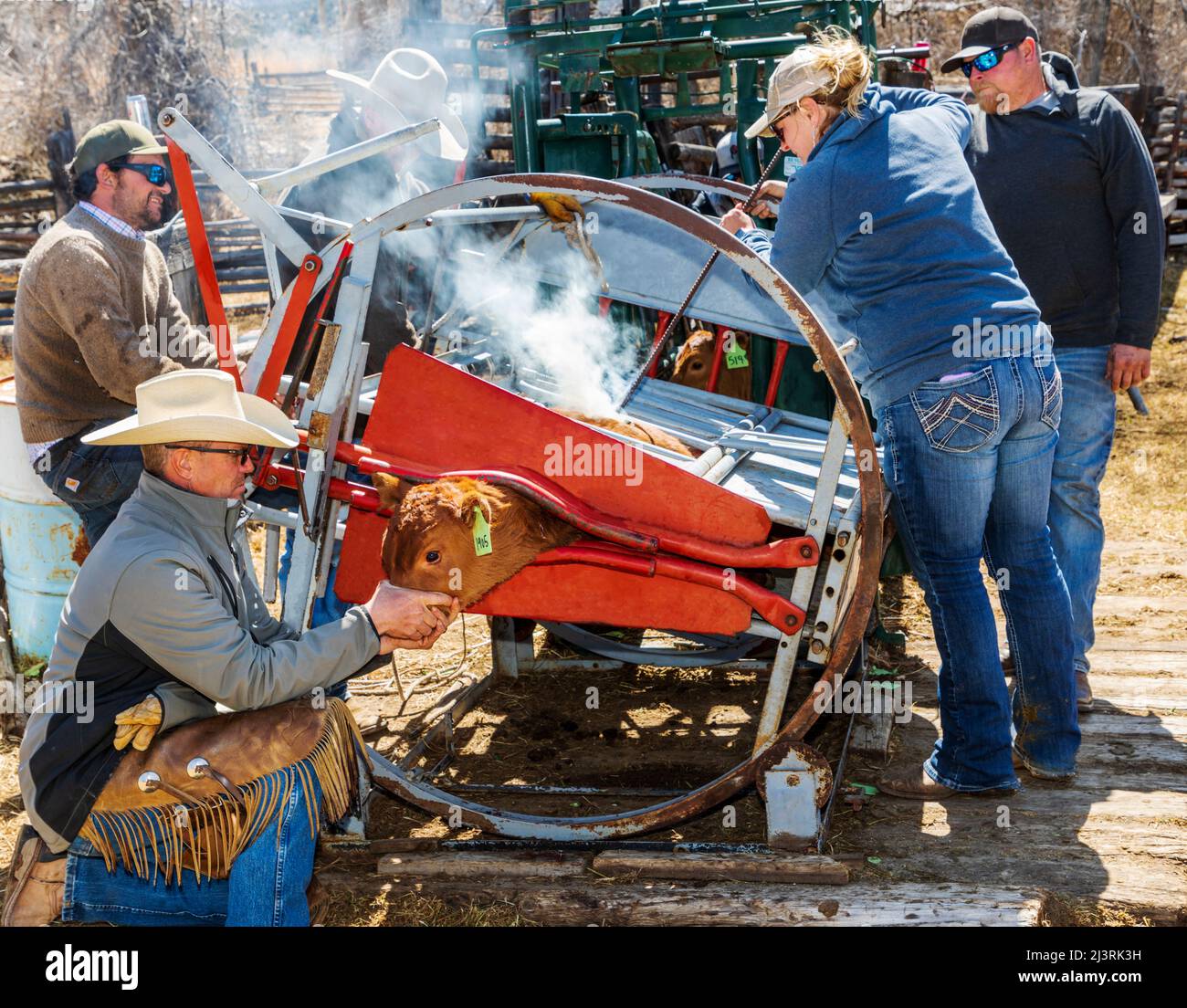 La cowgirl et propriétaire de ranch de sixième génération Abby Hutchinson ; marque un veau tenu dans une pousse de compression sur le Hutchinson Ranch près de Salida: Colorado; États-Unis Banque D'Images