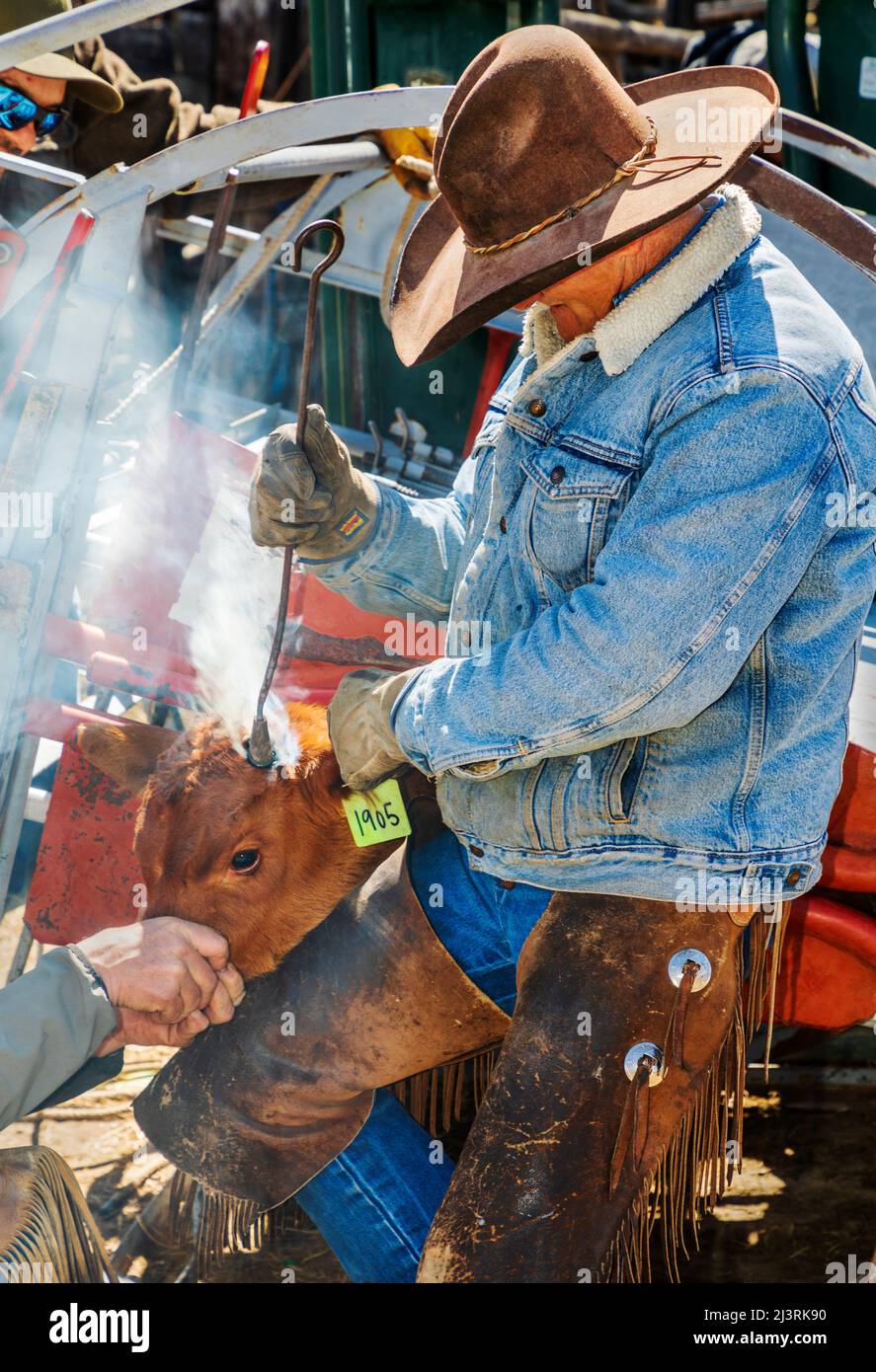 Jeune veau en pousse de compression; événement de marque de printemps sur le Hutchinson Ranch près de Salida: Colorado; USA Banque D'Images