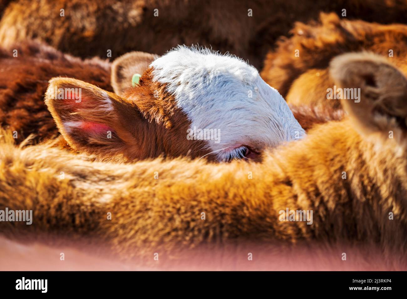 Les jeunes veaux attendent la marque printanière sur le Hutchinson Ranch près de Salida: Colorado; USA Banque D'Images