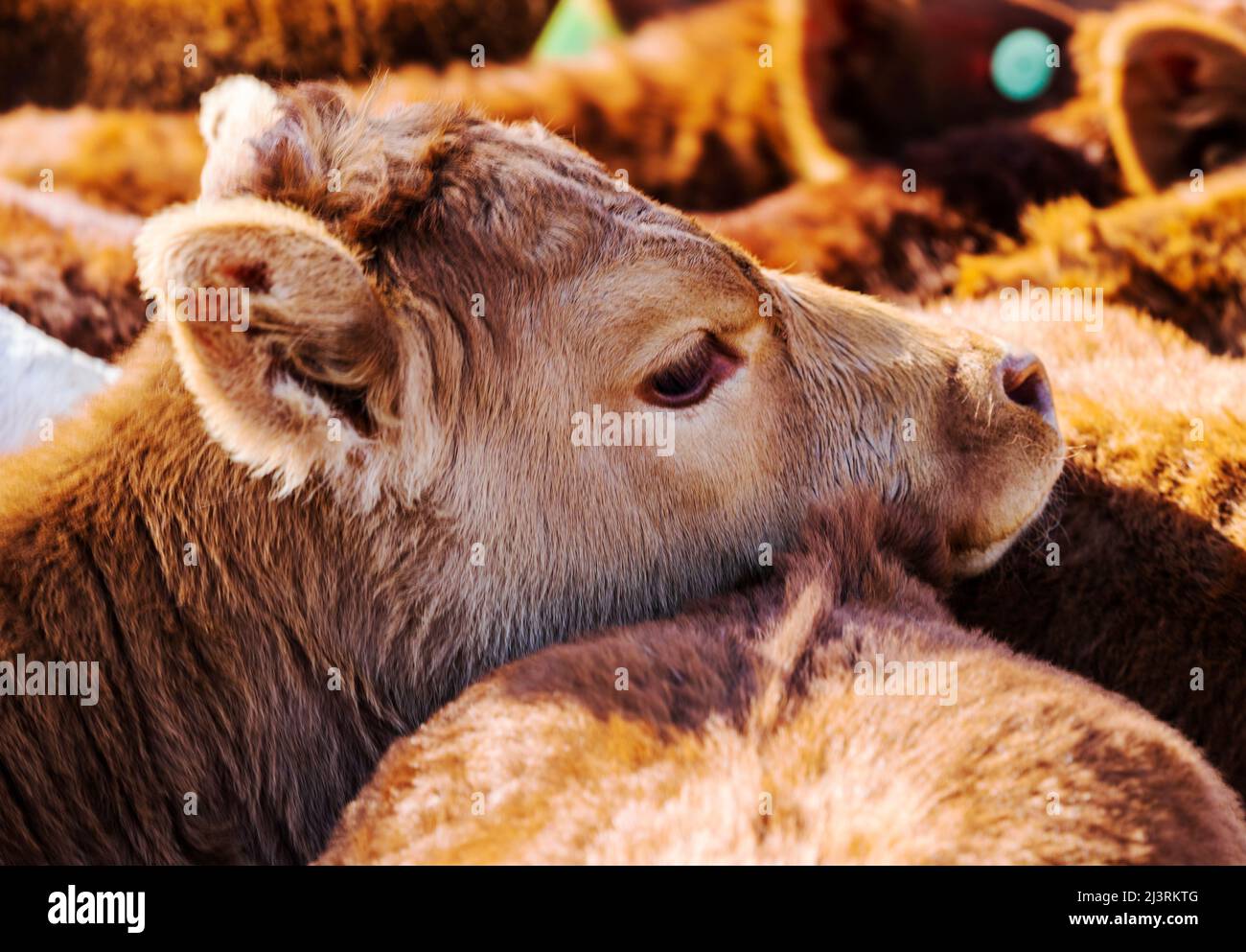 Les jeunes veaux attendent la marque printanière sur le Hutchinson Ranch près de Salida: Colorado; USA Banque D'Images