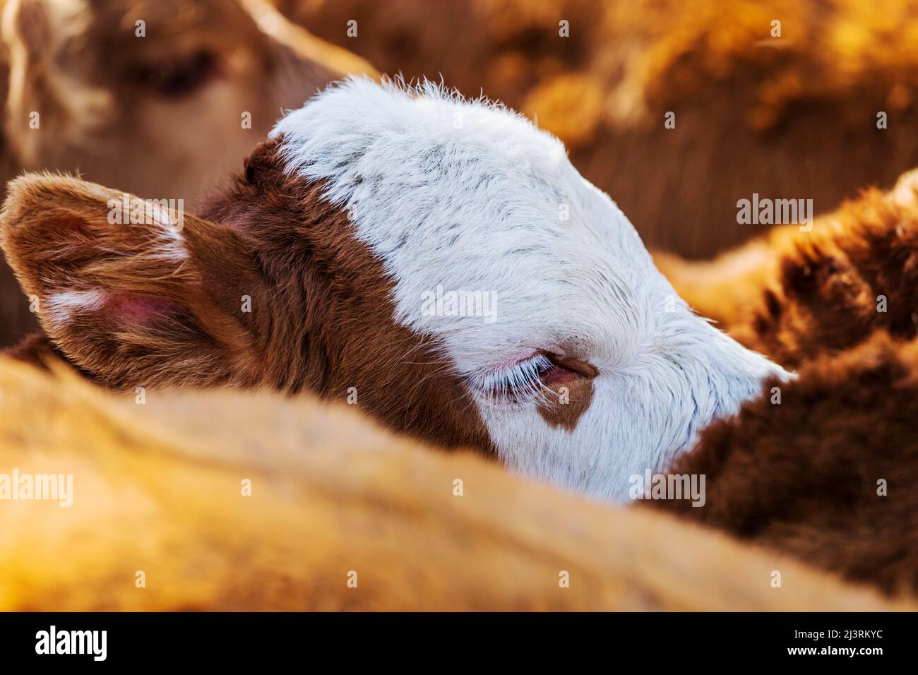 Les jeunes veaux attendent la marque printanière sur le Hutchinson Ranch près de Salida: Colorado; USA Banque D'Images