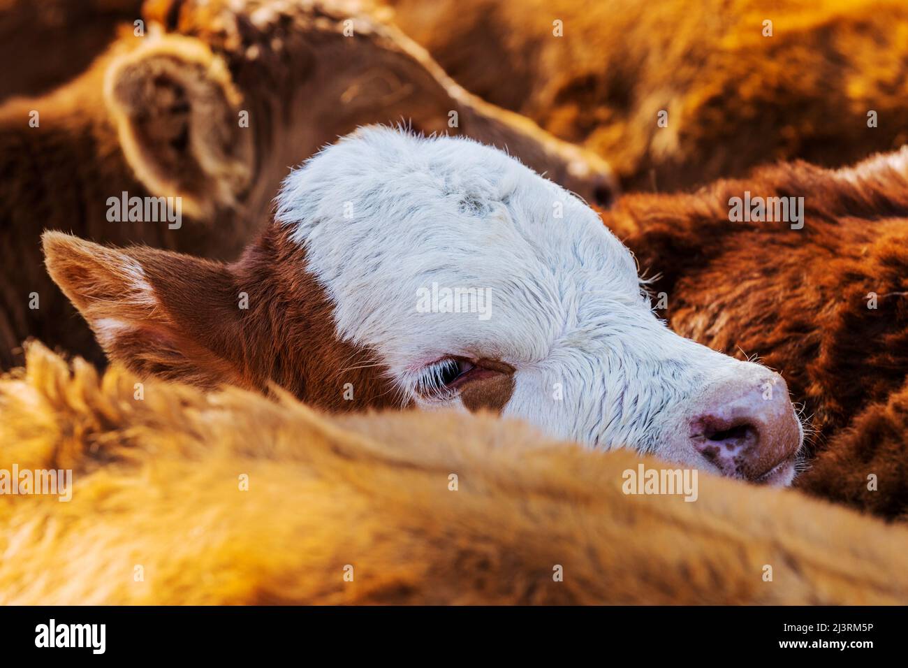 Les jeunes veaux attendent la marque printanière sur le Hutchinson Ranch près de Salida: Colorado; USA Banque D'Images